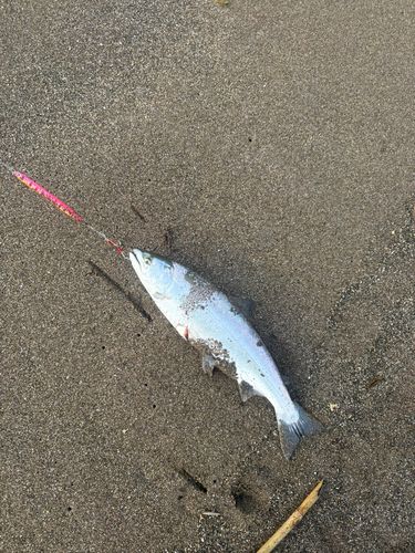 サクラマスの釣果