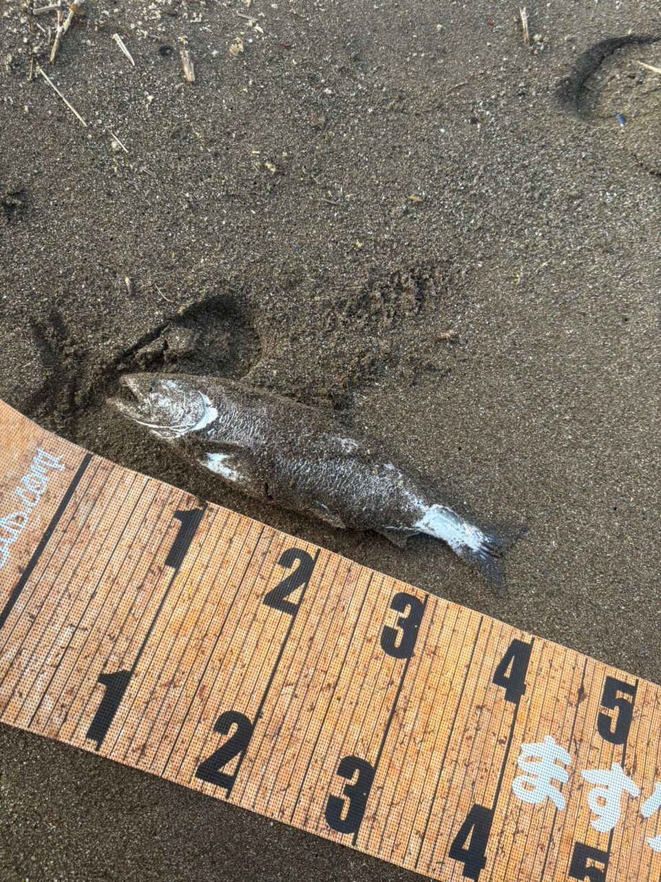サクラマス