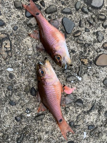 ネンブツダイの釣果