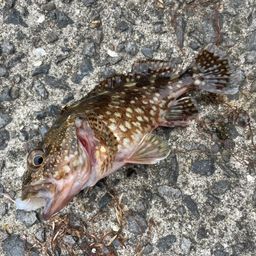 カサゴ