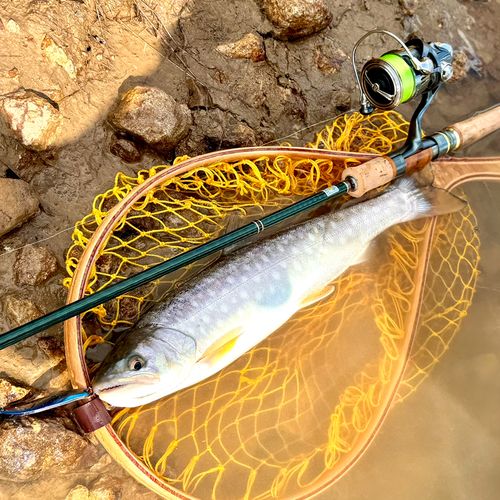 アメマスの釣果