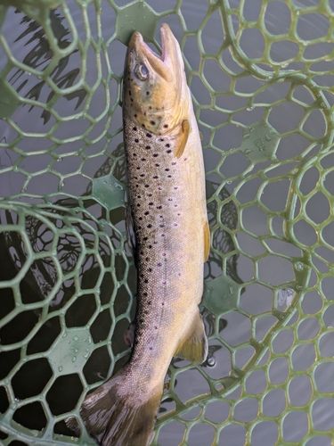 ブラウントラウトの釣果