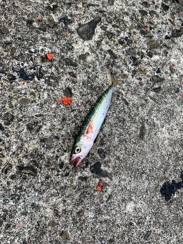 サバの釣果