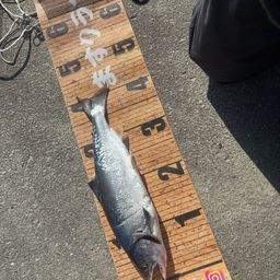 サクラマス