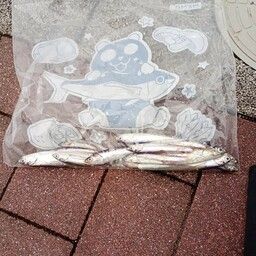 カタクチイワシ