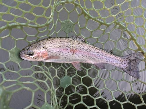 ニジマスの釣果