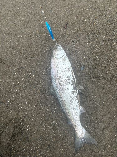 サクラマスの釣果