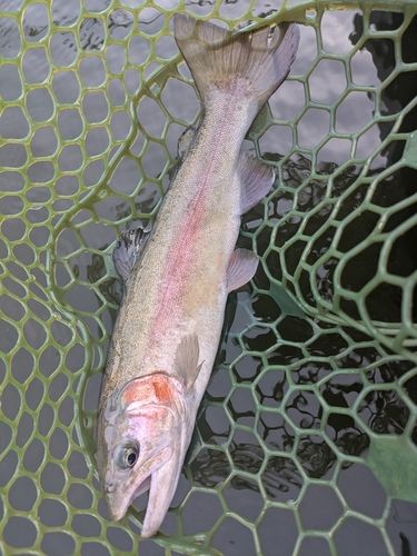 ホウライマスの釣果