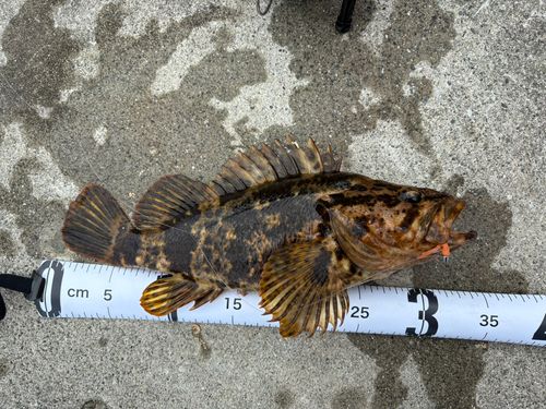 タケノコメバルの釣果