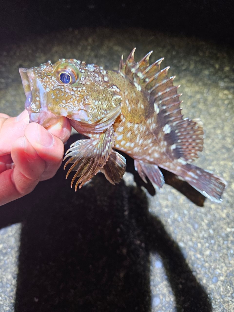 カサゴ