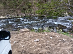 ヤマメの釣果