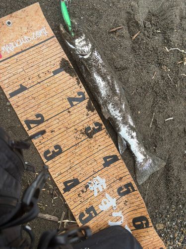 アメマスの釣果