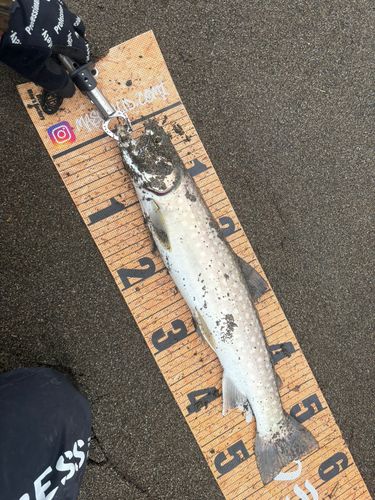 アメマスの釣果