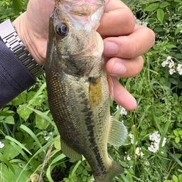 ラージマウスバス