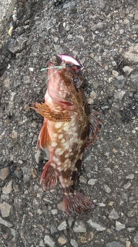 カサゴの釣果