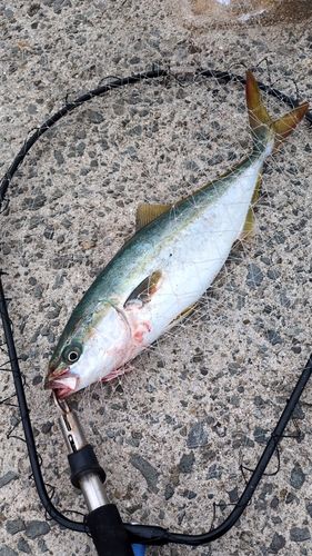 ハマチの釣果