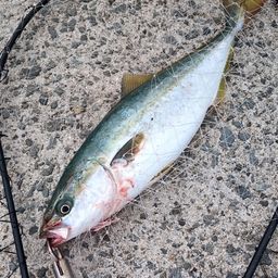 ハマチ