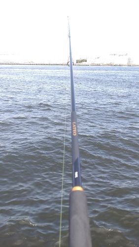 コノシロの釣果