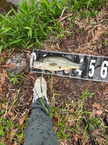 ブラックバスの釣果