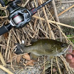 スモールマウスバス