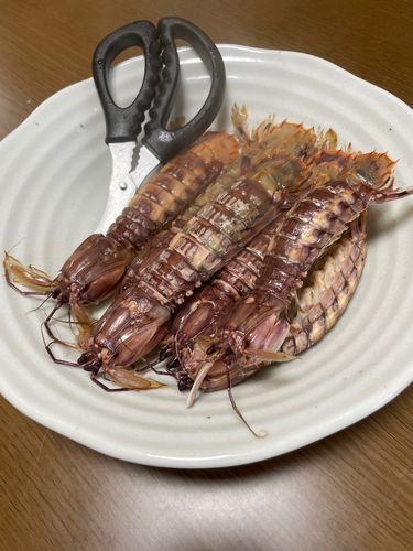 シャコエビの釣果