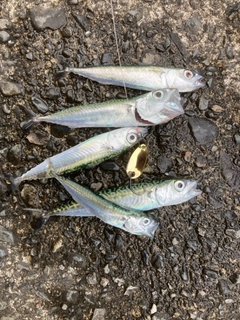 サバの釣果