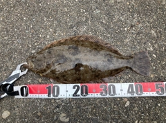 ヒラメの釣果