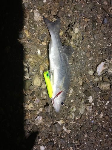 セイゴ（ヒラスズキ）の釣果