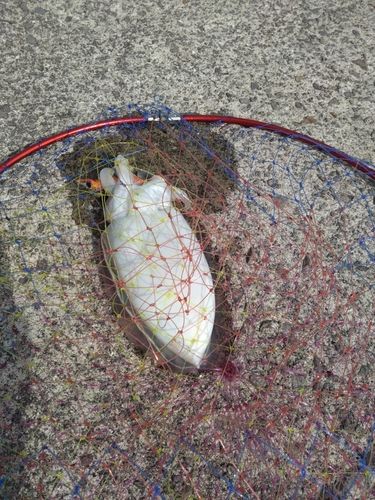 コウイカの釣果