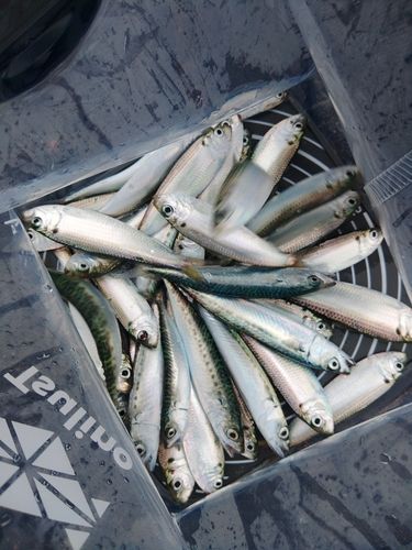 サッパの釣果