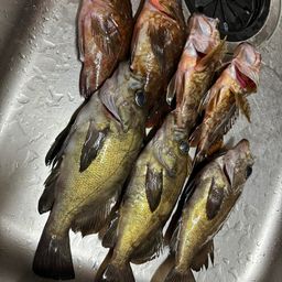 メバル