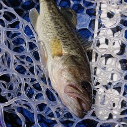 ラージマウスバス