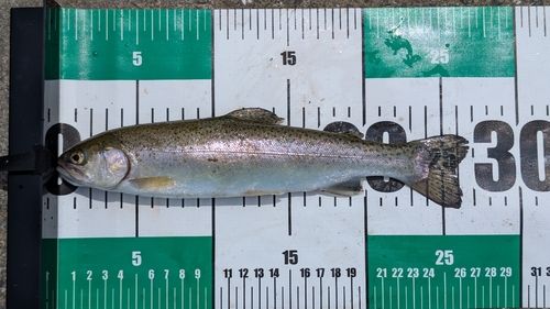 ニジマスの釣果