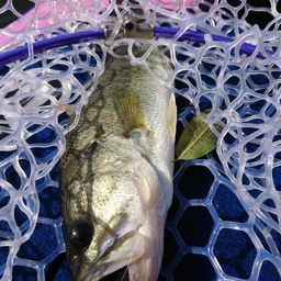 ラージマウスバス