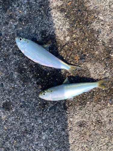 サッパの釣果