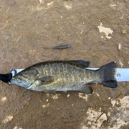 スモールマウスバス