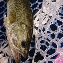 ラージマウスバス