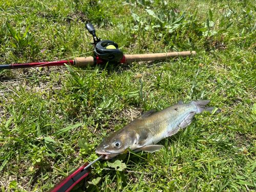 アメリカナマズの釣果