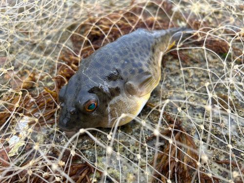 クサフグの釣果