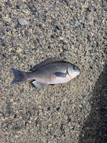 メジナの釣果