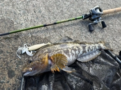 アイナメの釣果