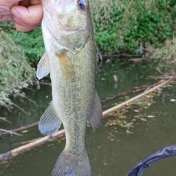 ラージマウスバス