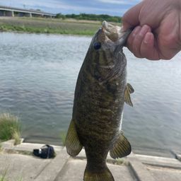 スモールマウスバス