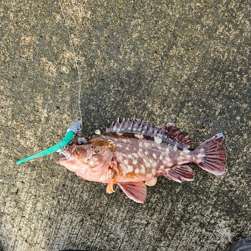 カサゴの釣果