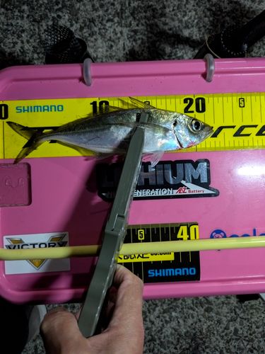 マアジの釣果