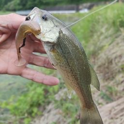 ブラックバス