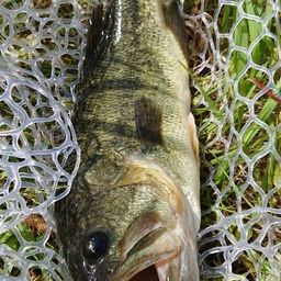 ラージマウスバス