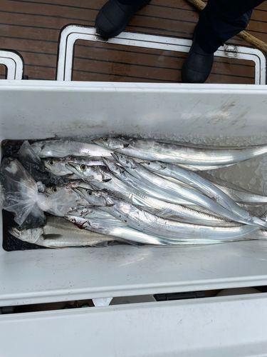 タチウオの釣果