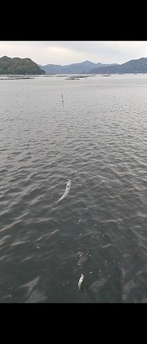 サバの釣果
