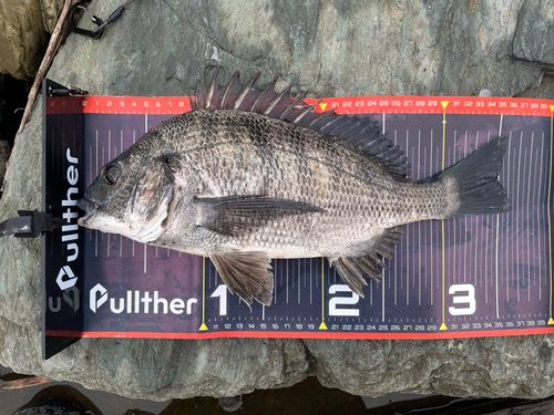 クロダイの釣果